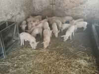 猪（批次，未指定性别）, Pigs — 照片 2