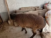 Baran, Blackheaded Persian sheep — zdjęcie 3