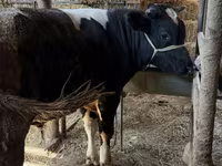 公牛, Russian Black pied cattle — 照片 6