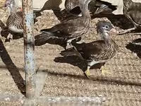 Ducks — 1. fotó