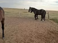 公马, Horses — 照片 3
