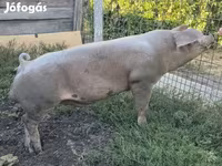 Boar, Пьетрен — photo 2