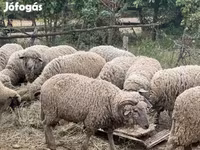 Ram, Merino sheep — photo 3