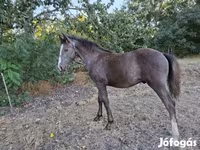 Caballo, Caballos — foto 3