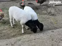 Ram, Dorper sheep — photo 2