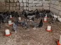 Chickens — Foto 3