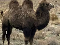 ऊँट (लॉट, लिंग निर्दिष्ट नहीं), Kazakh Bactrian camel — फ़ोटो 3