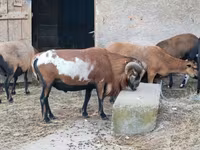 मेढ़ा, Cameroon sheep — फ़ोटो 6