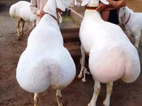 Ram, Sheep — photo 1