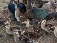Ducks — foto 1