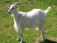 母山羊, Goats — 照片 1