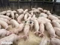 公猪, Pigs — 照片 3