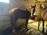 At, Horse breed — foto 4