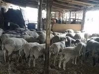 公羊, Sheep — 照片 1