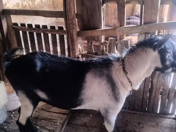 Козёл, Альпийская коза