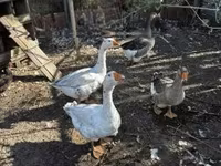 Geese — 1. fotó