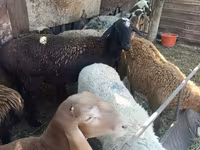 Schaf, Rhon sheep — Foto 6