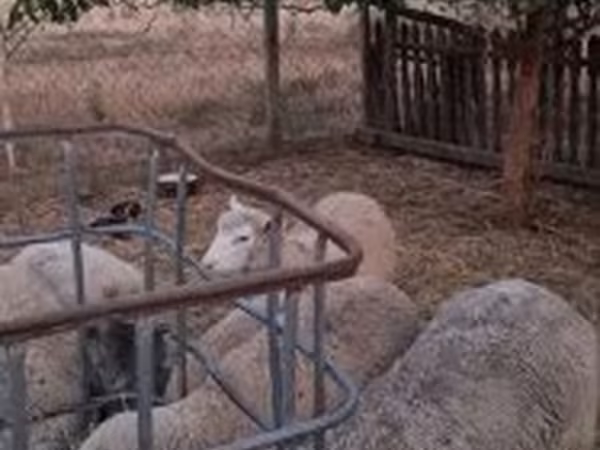 Kos, Cerry Hill sheep