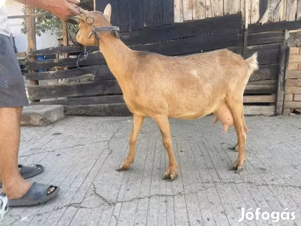 Goat, Goats