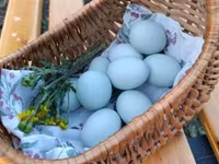 Chickens — الصورة 4