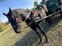 घोड़ा, Nonius horse — फ़ोटो 5