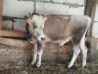 Toro, Ganado vacuno — foto 2
