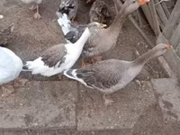 Geese — foto 3