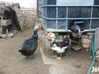 Ducks — 照片 7