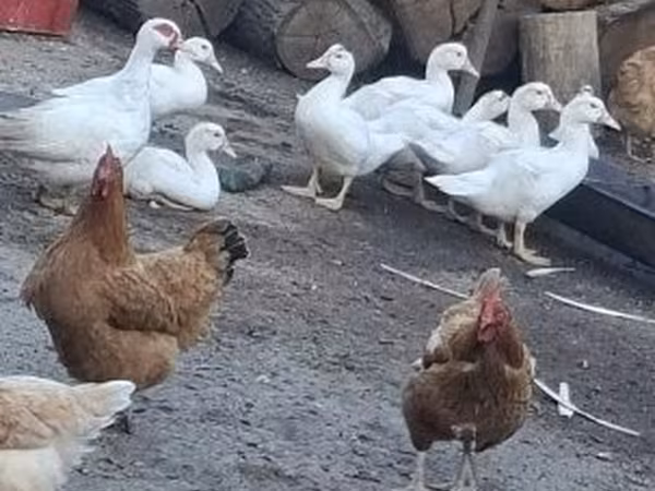Ducks