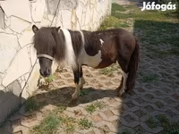 Caballo, Falabella — foto 3