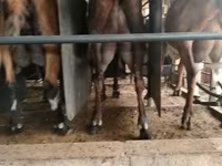 Ziege, Nubian Goat — Foto 1