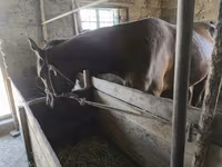 Cavalo, Cavalos — foto 3