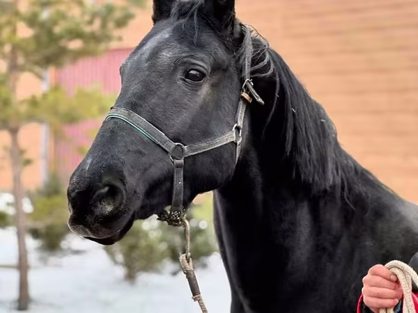 Бие, Akhal-Teke