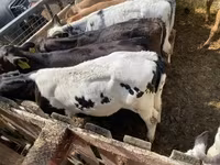 公牛, Belgian Blue — 照片 8
