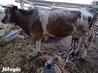 Rinder (Partie, Geschlecht nicht angegeben), Rinder — Foto 6