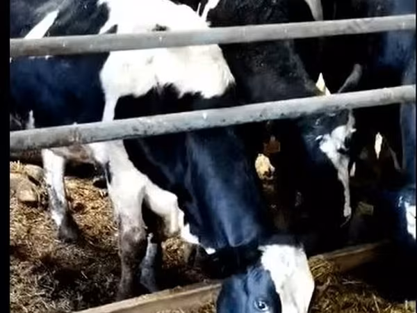 Tehén, Yaroslavl cattle