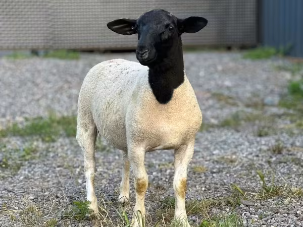 Carnero, Hissar sheep