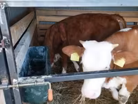 Cow, Hungarian Grey breed — photo 1