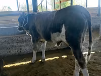 Bika, Barna-hegy — 8. fotó