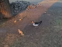 Ducks — الصورة 2