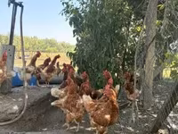 Chickens — 照片 1