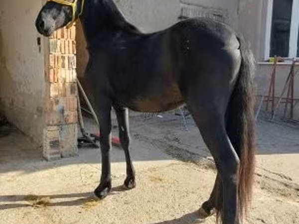 Hing, Friesian