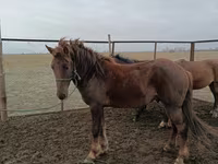 Cavalo, Cavalos — foto 2