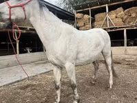 Klisna, Tersk horse — foto 2