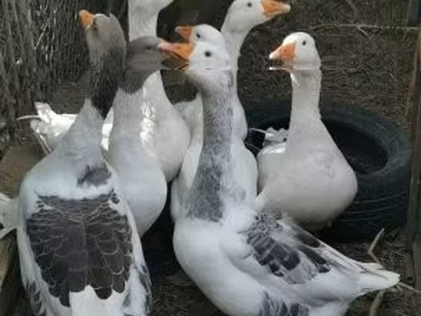 Geese