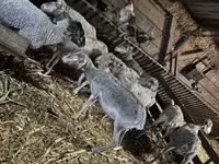 भेड़, भेड़ — फ़ोटो 2