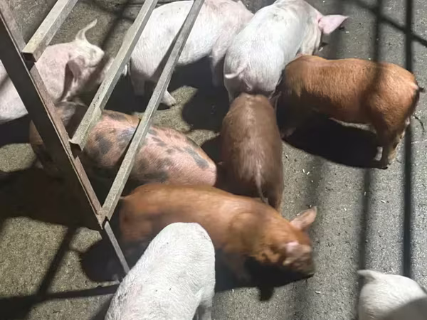 Sow, Pigs
