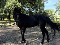 خيول (دفعة، الجنس غير محدد), American shetland pony — الصورة 8