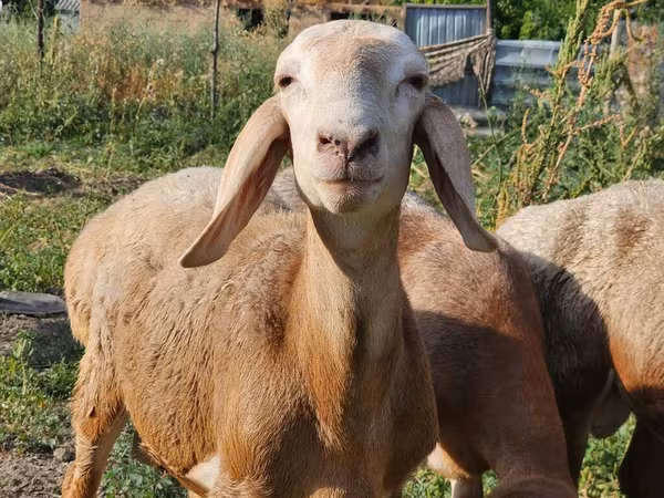 Bélier, Arashan sheep