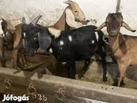 Bak, Nubian Goat — 3. fotó